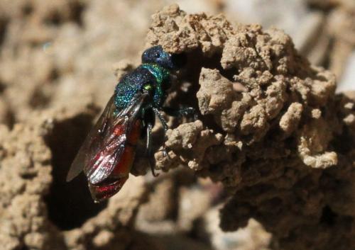 Réf. 196 663 : Pseudochrysis neglecta